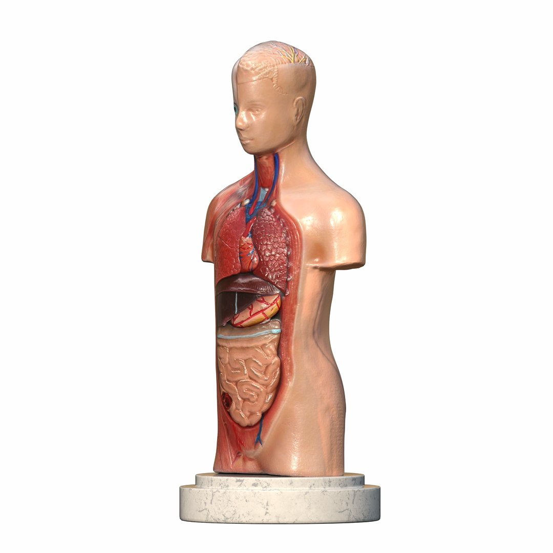 Human Torso Anatomical Scanned Model Model - TurboSquid 2255450