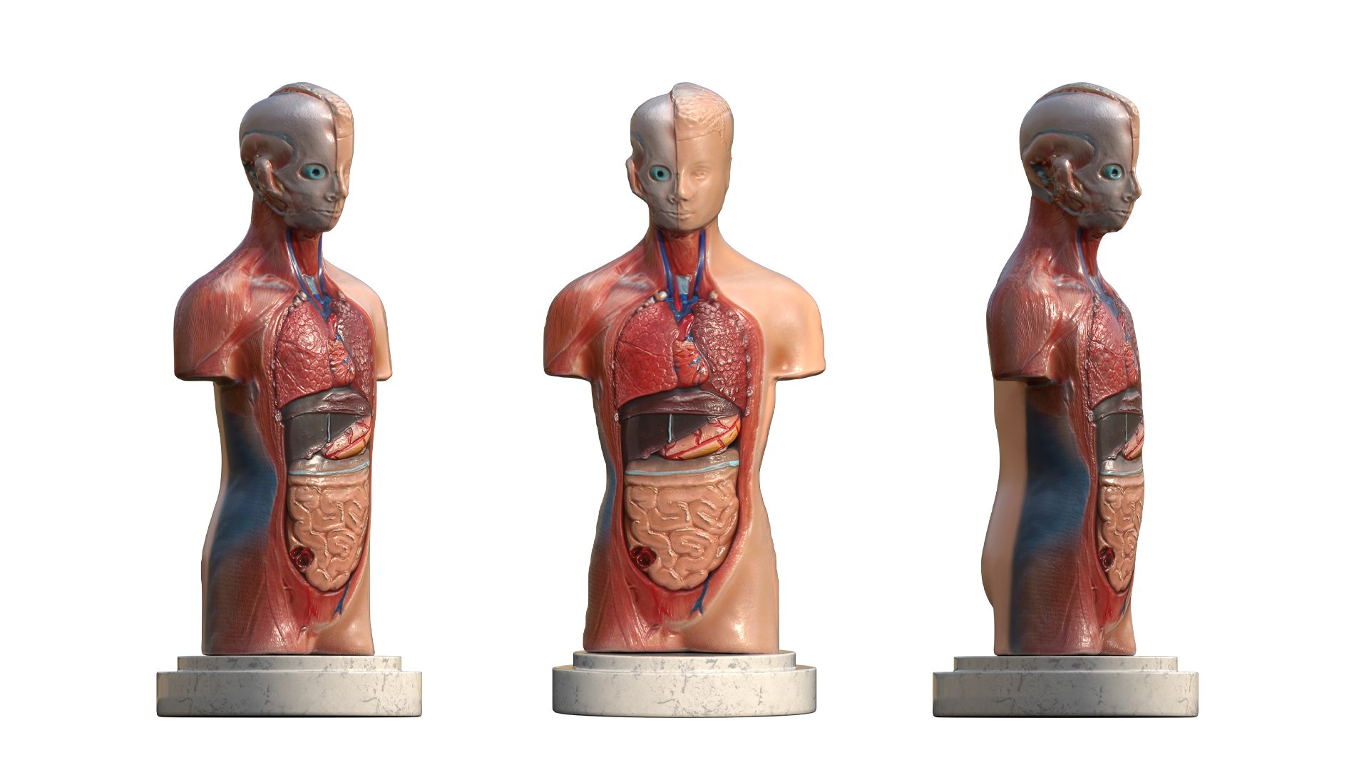Human Torso Anatomical Scanned Model Model - TurboSquid 2255450