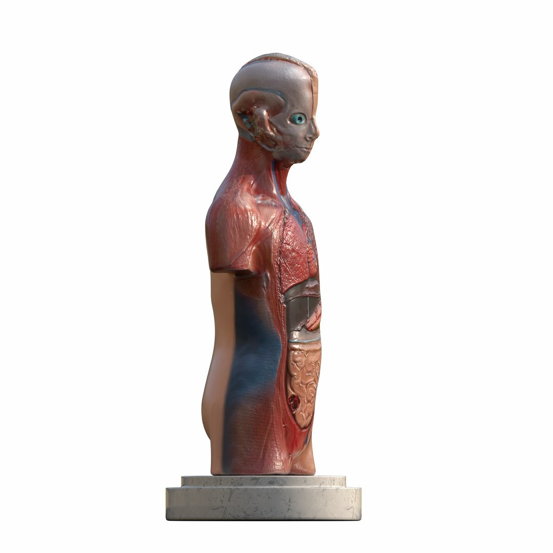 Human Torso Anatomical Scanned Model Model - TurboSquid 2255450