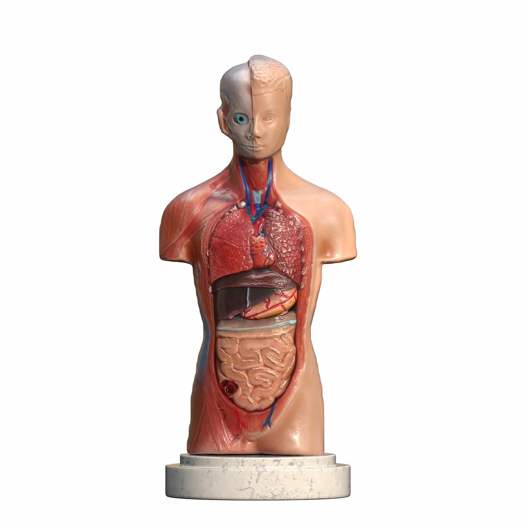Human Torso Anatomical Scanned Model Model - TurboSquid 2255450