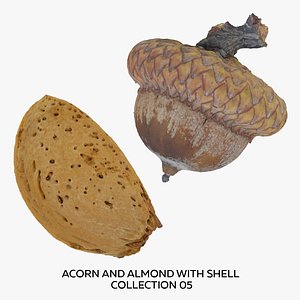 3D Acorn and Almond with Shell Collection 05 - 2 models RAW Scans model