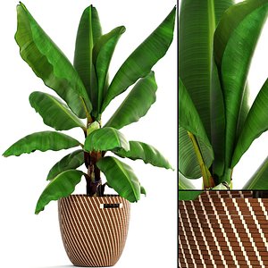 Banana palm