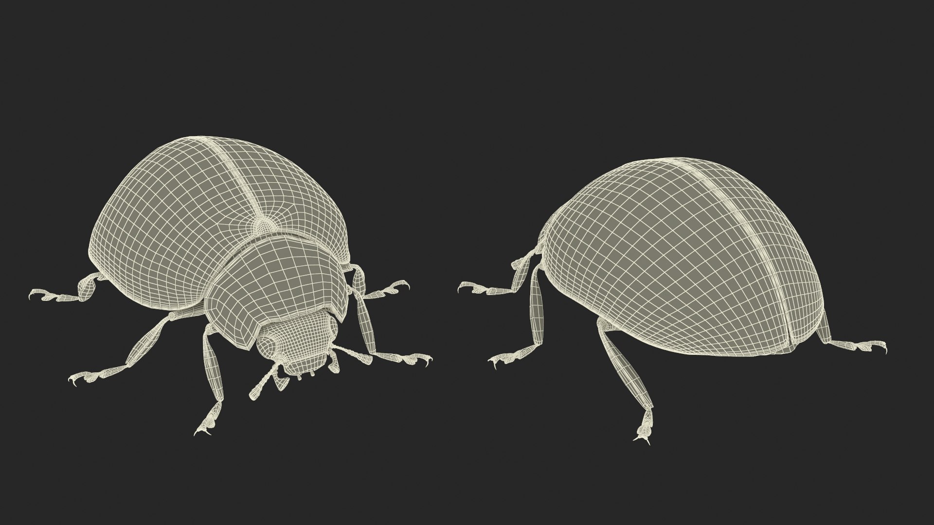 Realistic Ladybug Insect with Fur 3D https://p.turbosquid.com/ts-thumb/47/hJmQve/jf/realistic_ladybug_insect_with_fur_016/jpg/1734553604/1920x1080/fit_q87/9daa1a784ba50b4e34a926bdb3f1dac30981d025/realistic_ladybug_insect_with_fur_016.jpg