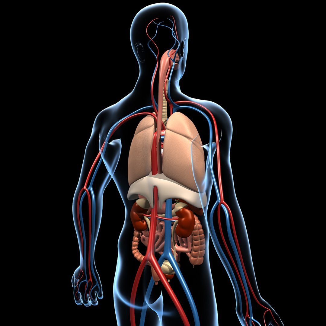 human anatomy 3d model https://p.turbosquid.com/ts-thumb/48/8qASss/FAoLoO7N/anatomy_d/jpg/1333091446/1920x1080/fit_q87/4a8c153fab5709f495e145851e2c5b4c8c53eb84/anatomy_d.jpg