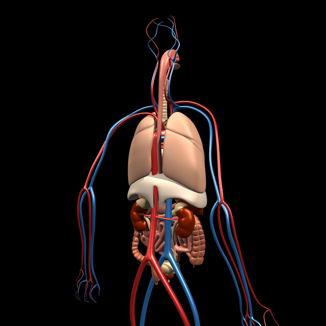 human anatomy 3d model https://p.turbosquid.com/ts-thumb/48/8qASss/HQautZAq/anatomy_h/jpg/1333091446/1920x1080/fit_q87/d43d7e664bbd992bf0ae2d71e39d2150aa8ac5e9/anatomy_h.jpg