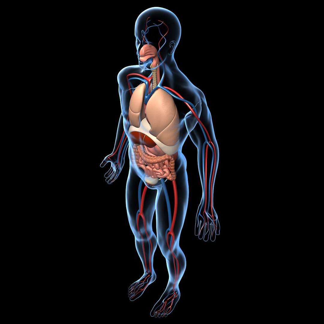 human anatomy 3d model https://p.turbosquid.com/ts-thumb/48/8qASss/K80awxHQ/anatomy_i/jpg/1333091446/1920x1080/fit_q87/38ce054918a38b5d16298b2d313db8e05f30f80f/anatomy_i.jpg