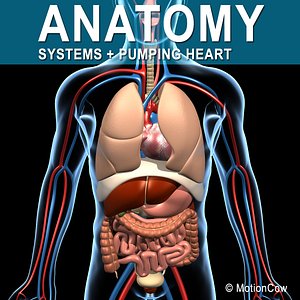 Human Anatomy