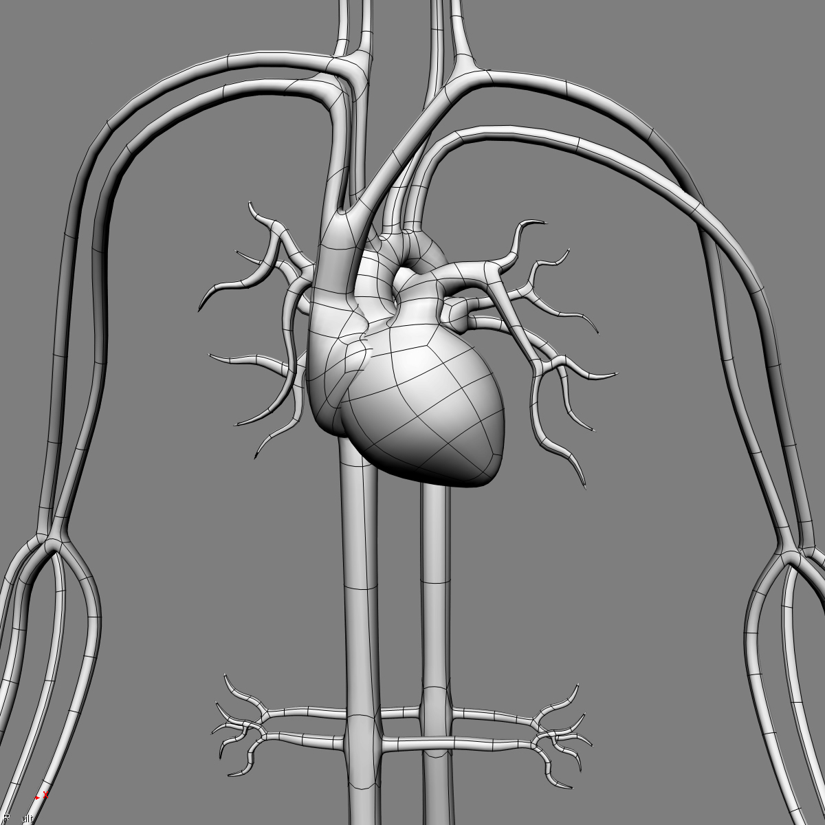human anatomy 3d model Biology Diagrams