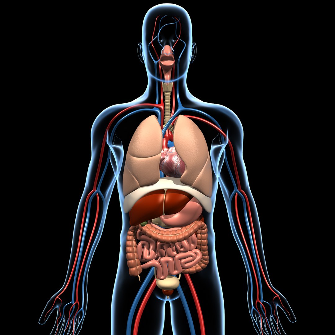 human anatomy 3d model https://p.turbosquid.com/ts-thumb/48/8qASss/nfxU0sFz/anatomy_c/jpg/1333091446/1920x1080/fit_q87/3c2d90a5f34191dfedc454a3ba5f10eb02352e8b/anatomy_c.jpg