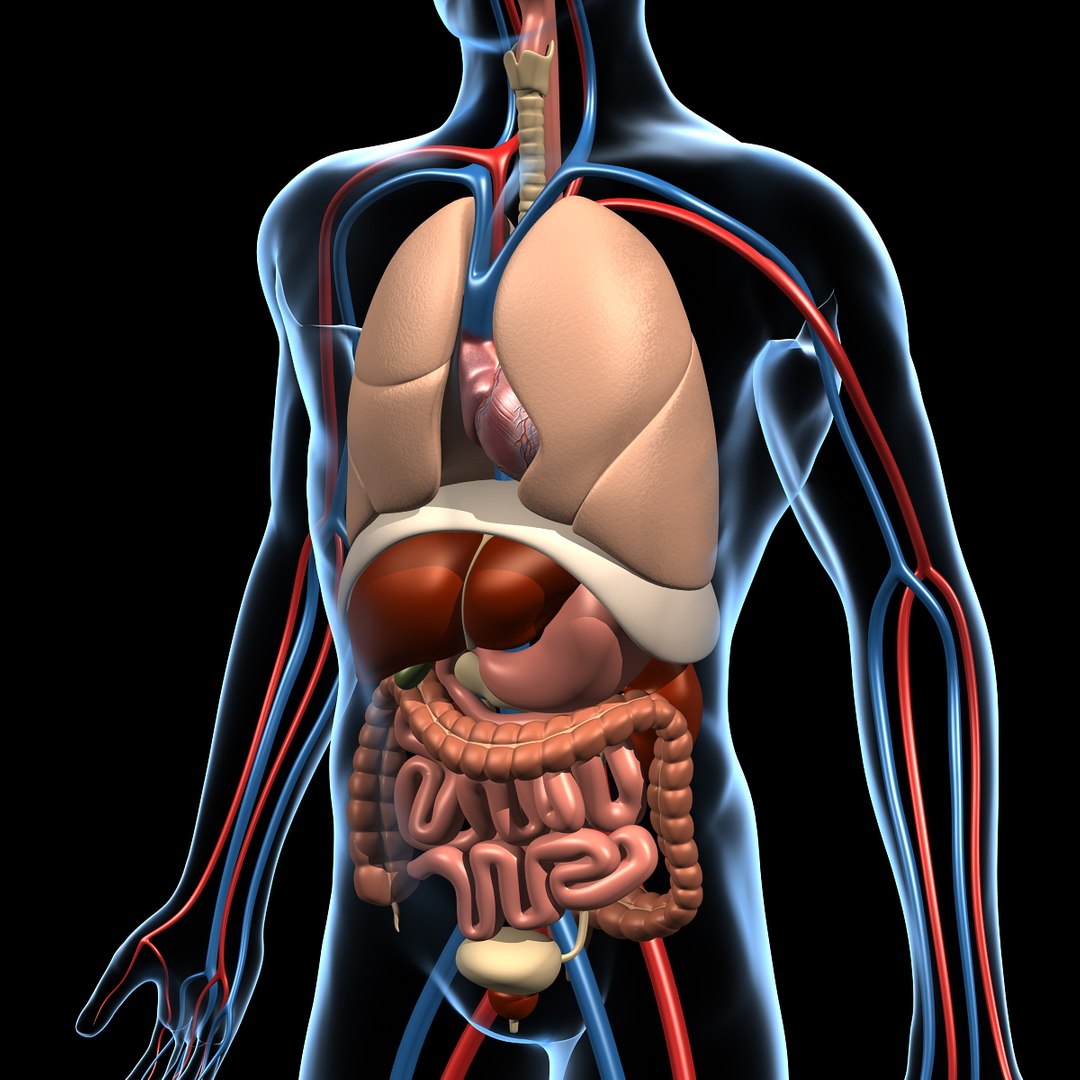 human anatomy 3d model https://p.turbosquid.com/ts-thumb/48/8qASss/qWjMCWFE/anatomy_b1/jpg/1334570984/1920x1080/fit_q87/c293421163297d0088f2062dd183b2da68a95f14/anatomy_b1.jpg