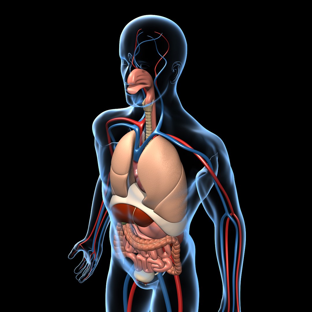 human anatomy 3d model https://p.turbosquid.com/ts-thumb/48/8qASss/uxfanbf8/anatomy_f/jpg/1333091446/1920x1080/fit_q87/e1536289e517110a67b684b2c8779a955a24e313/anatomy_f.jpg