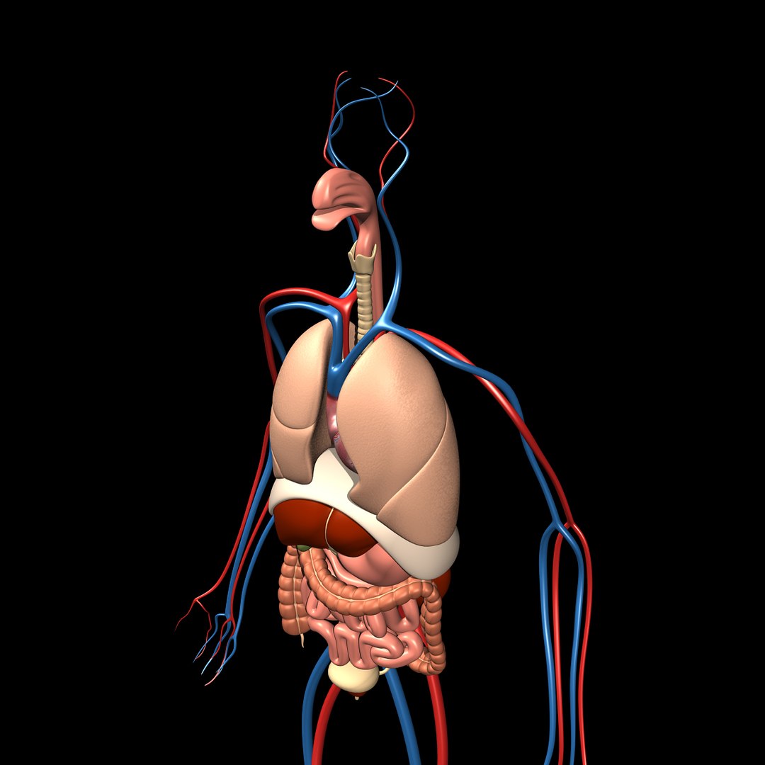 human anatomy 3d model https://p.turbosquid.com/ts-thumb/48/8qASss/ylUTkI5h/anatomy_g/jpg/1333091446/1920x1080/fit_q87/bc77445e24e36b6a99157afd36815bc8f90d574f/anatomy_g.jpg