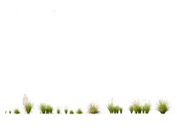 Carex appressa - tall sedge