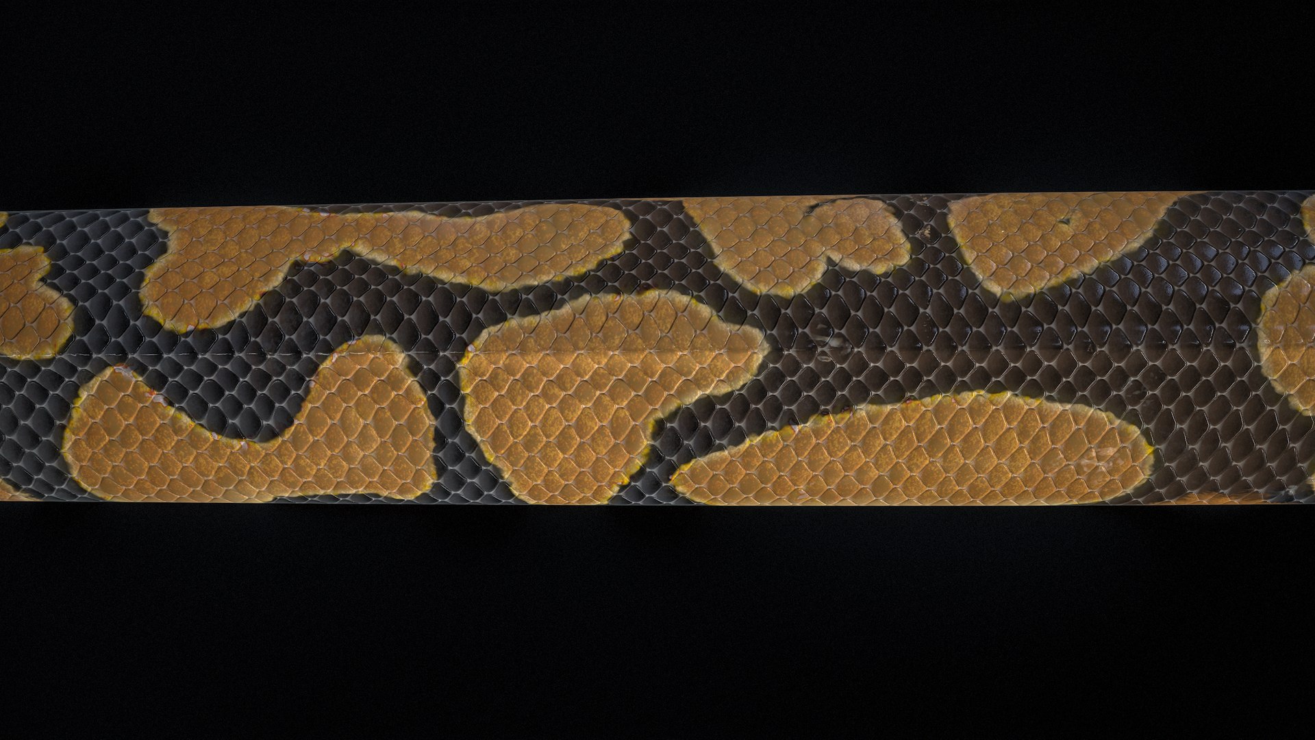 Ball Python Snake PBR 3D Model - TurboSquid 2199503
