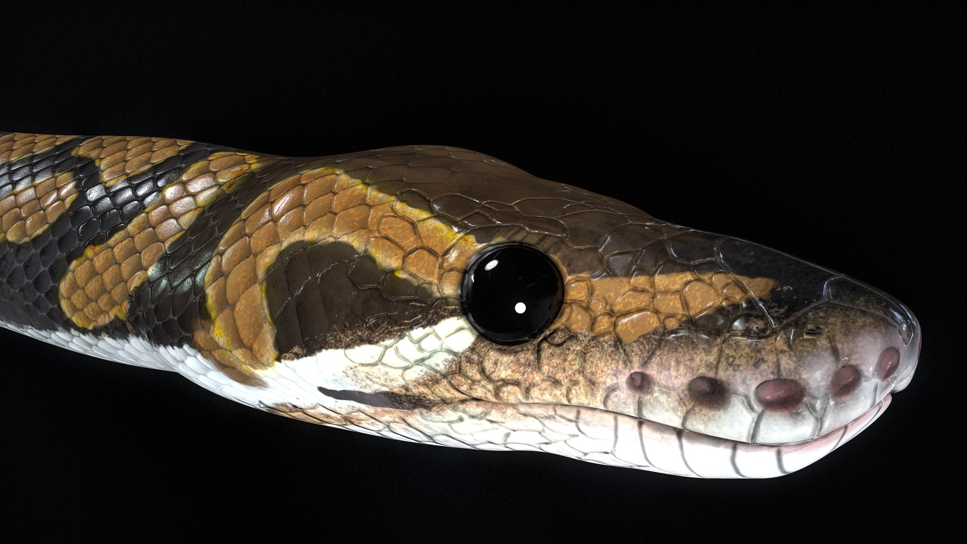 Ball Python Snake PBR 3D Model - TurboSquid 2199503