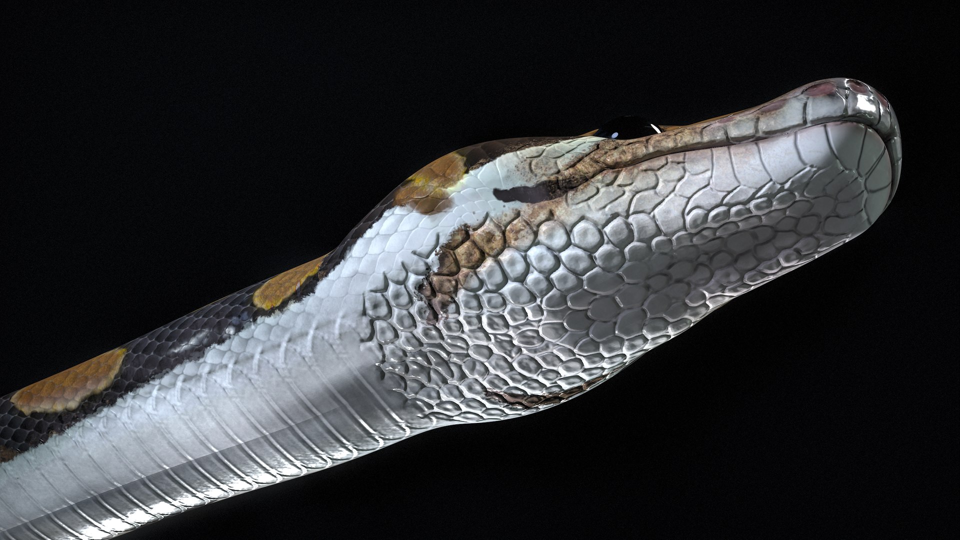 Ball Python Snake PBR 3D Model - TurboSquid 2199503