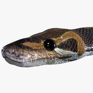Ball Python Snake PBR
