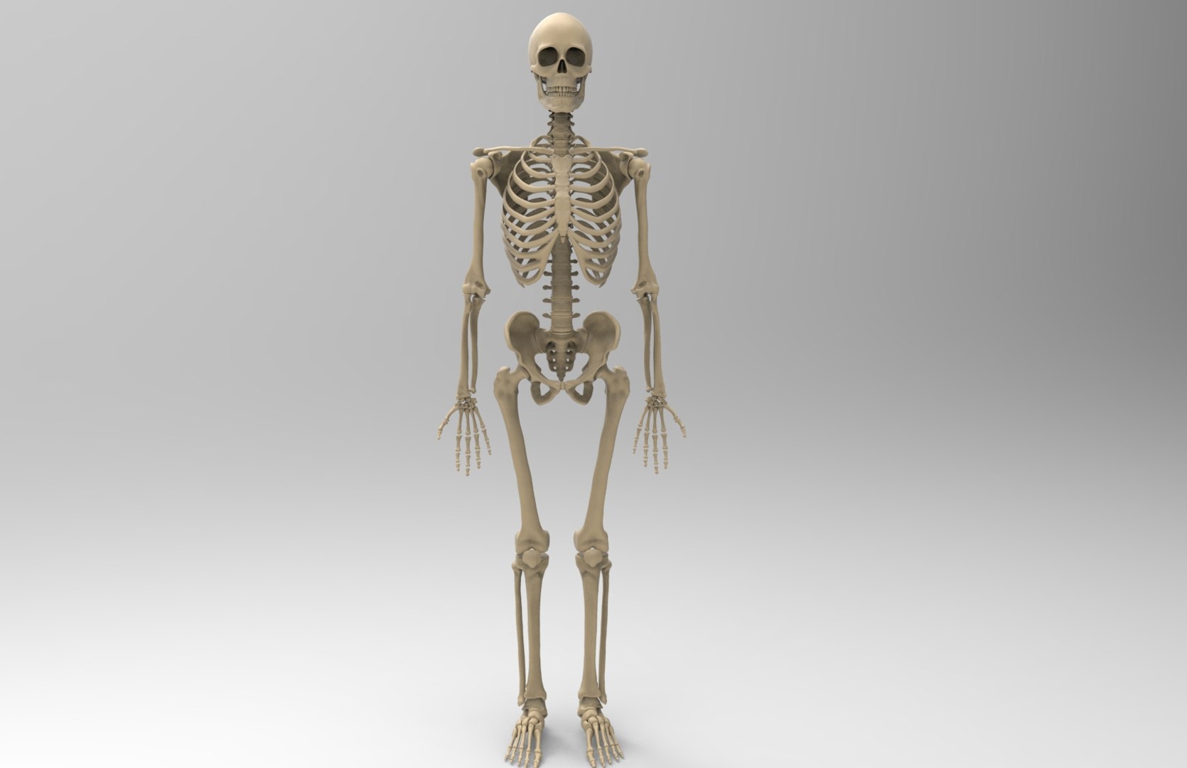 3d human skeleton