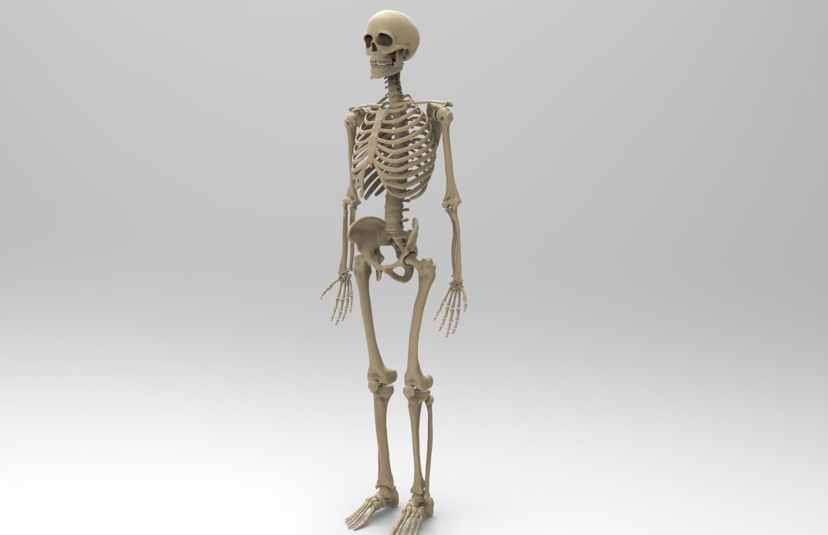 3d human skeleton