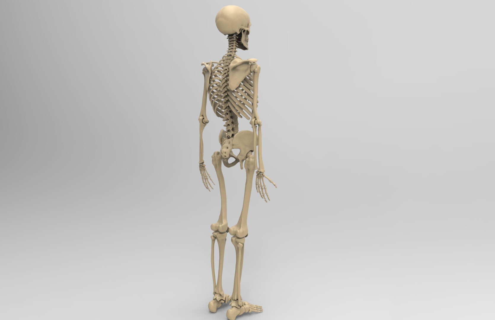 3d human skeleton