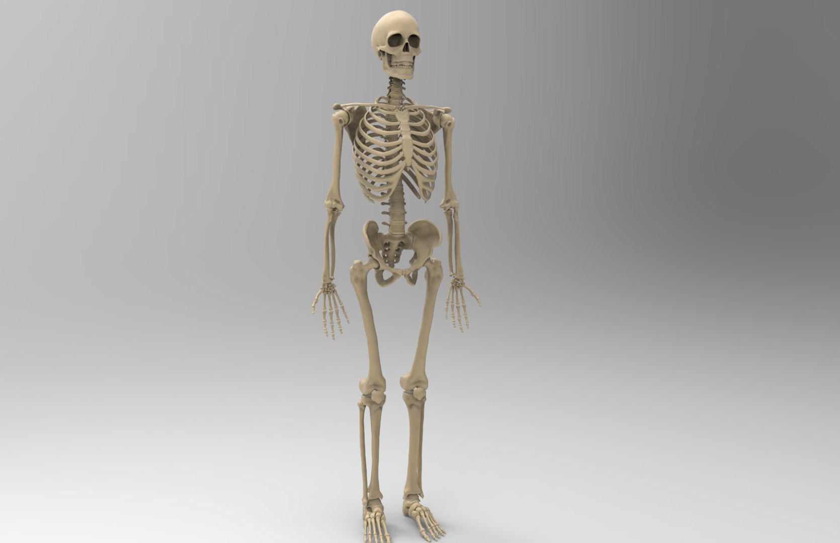 3d human skeleton