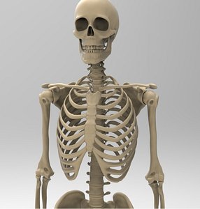 3d human skeleton