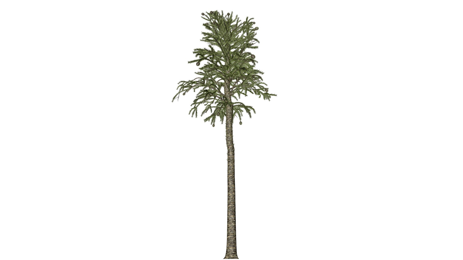 3D Model Monkey Puzzle Tree - 02 - - TurboSquid 2373669