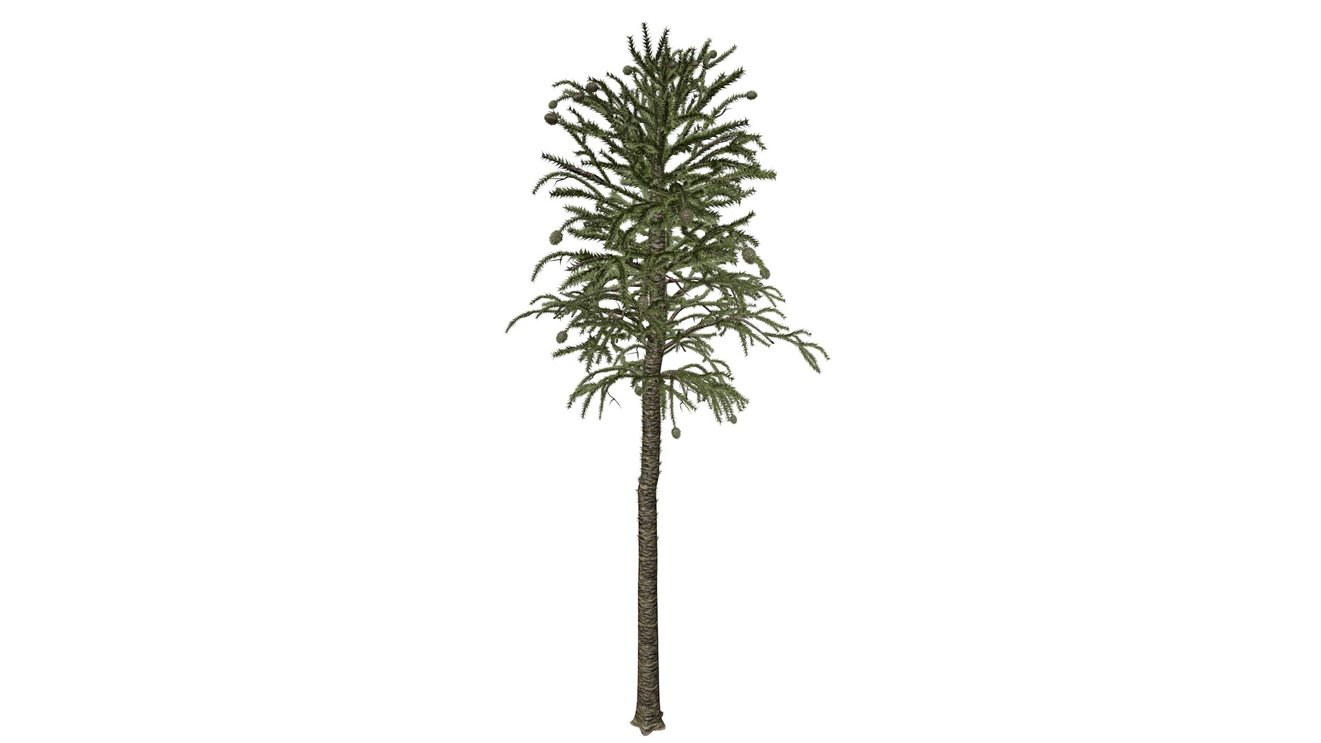 3D Model Monkey Puzzle Tree - 02 - - TurboSquid 2373669