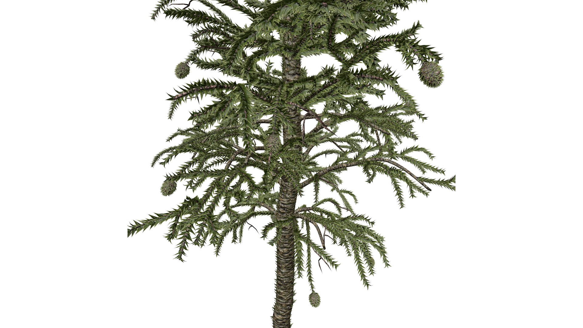 3D Model Monkey Puzzle Tree - 02 - - TurboSquid 2373669