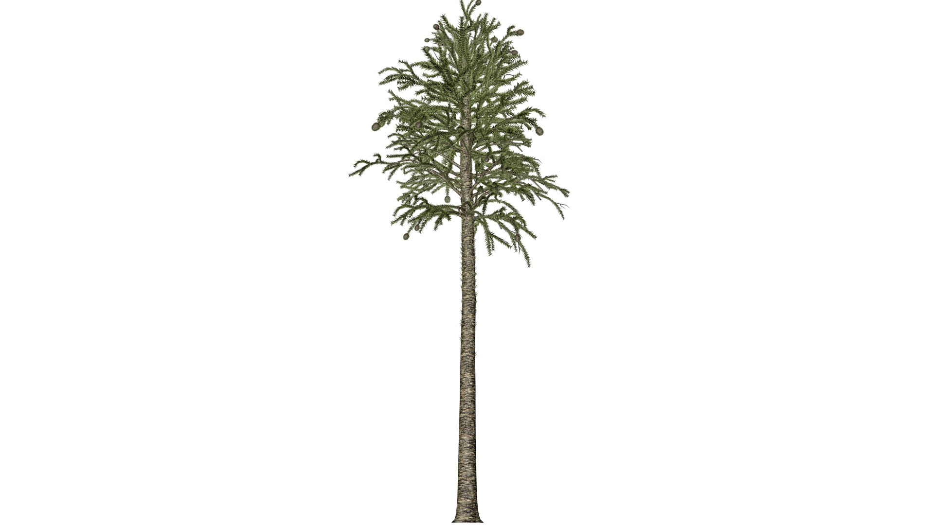 3D Model Monkey Puzzle Tree - 02 - - TurboSquid 2373669