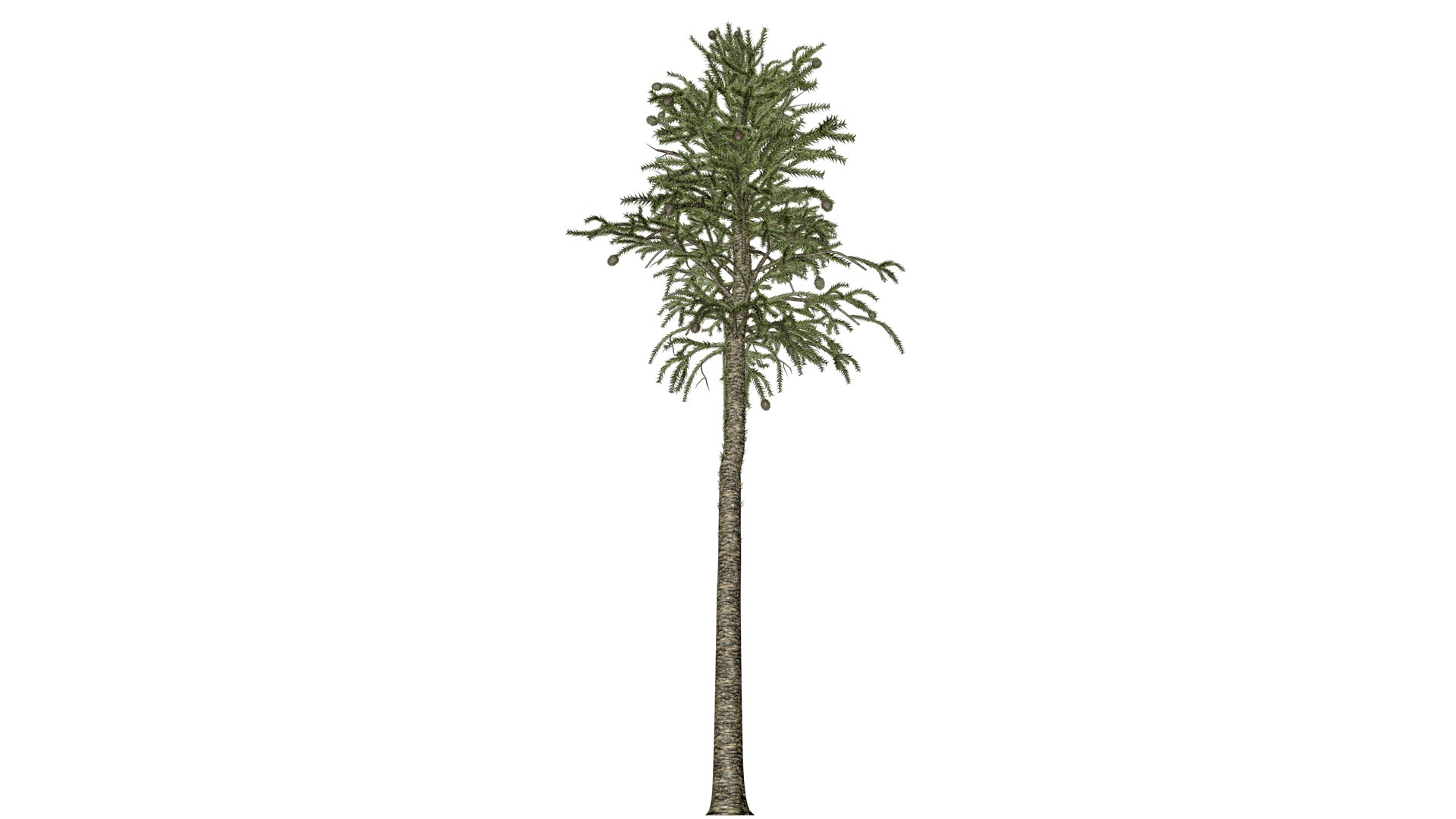 3D Model Monkey Puzzle Tree - 02 - - TurboSquid 2373669