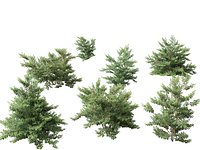 Ilex pedunculosa - Longstalk Holly