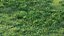 Early spring grass 3D model