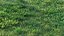 Early spring grass 3D model