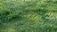Early spring grass 3D model
