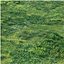 Early spring grass 3D model