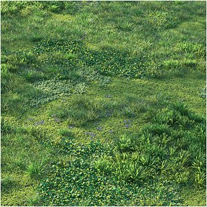 Early spring grass