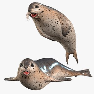 3D Fish  SEAL SEA LION SEA SEAL