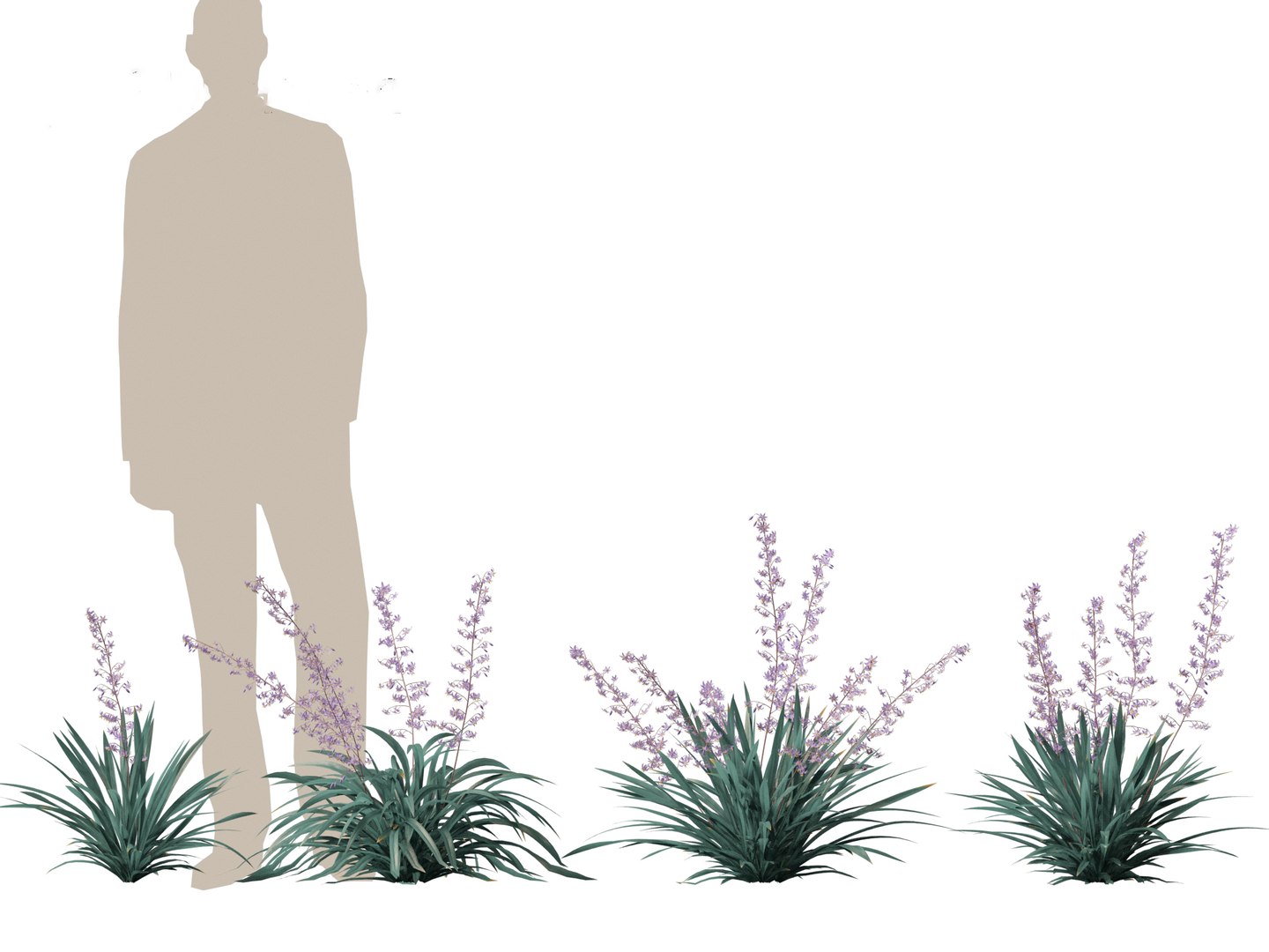 Dianella caerulea - Flax Lily 3D https://p.turbosquid.com/ts-thumb/49/fhP2B1/0E/dianellacaerulea015/jpg/1708746475/1920x1080/fit_q87/1e9b861f6be33f46aeefc1ca347921a8a7e9e150/dianellacaerulea015.jpg