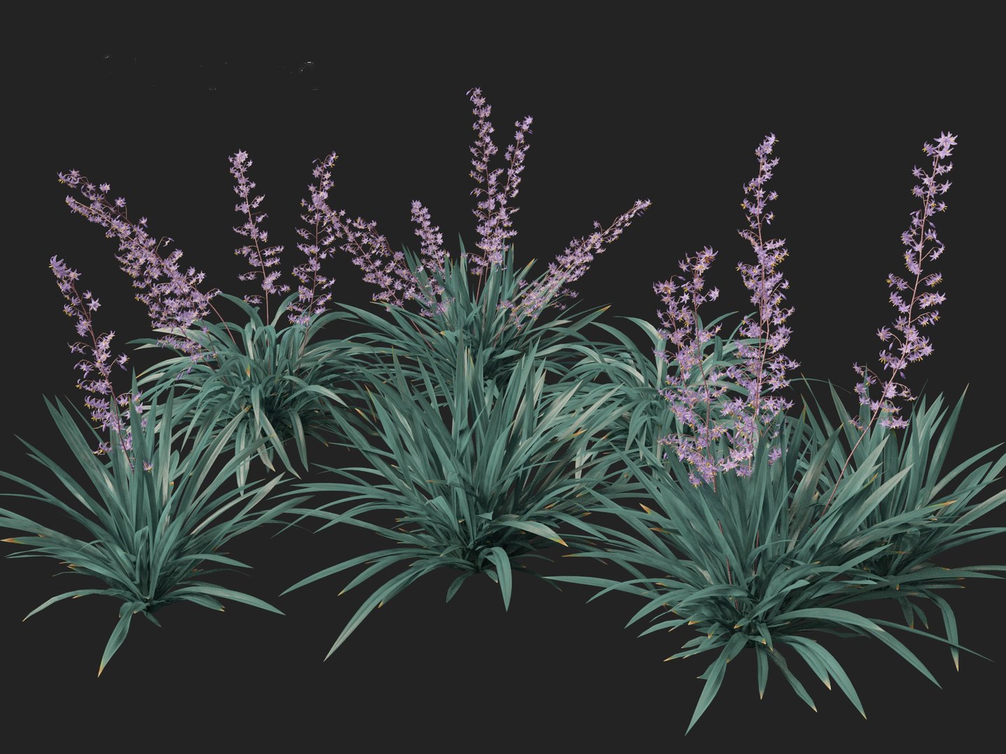 Dianella caerulea - Flax Lily 3D https://p.turbosquid.com/ts-thumb/49/fhP2B1/9i/dianellacaerulea018/jpg/1708746478/1920x1080/fit_q87/c403069c5db319b537e52a88395ec9097da75d50/dianellacaerulea018.jpg