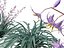 Dianella caerulea - Flax Lily