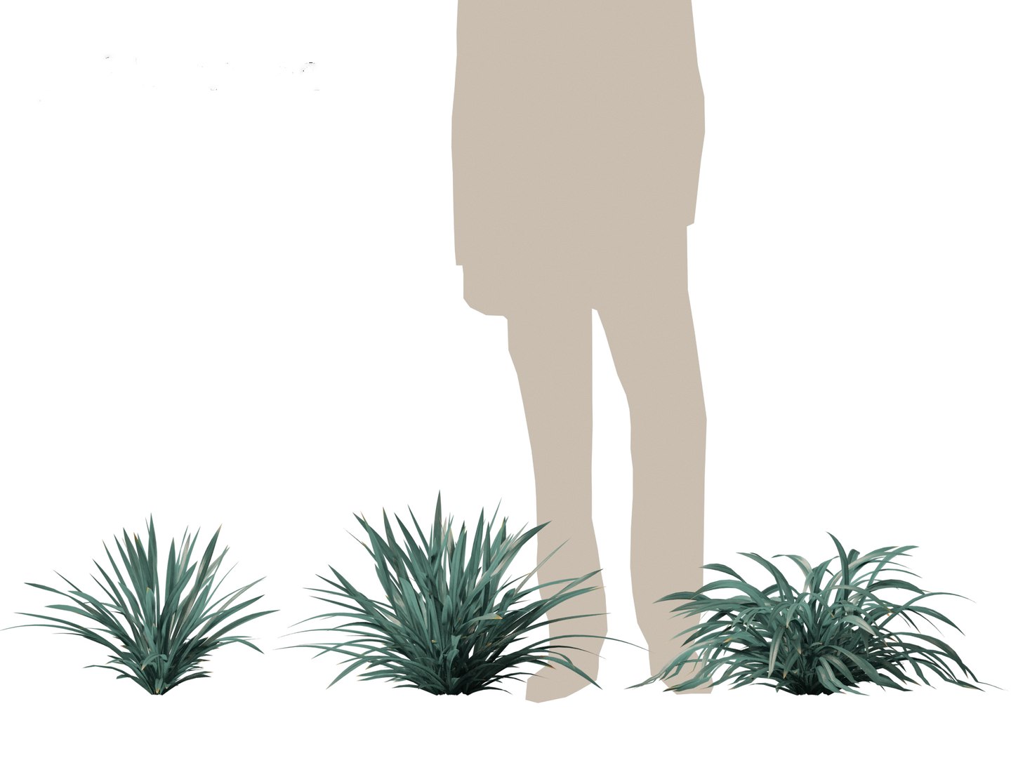 Dianella caerulea - Flax Lily 3D https://p.turbosquid.com/ts-thumb/49/fhP2B1/Ig/dianellacaerulea013/jpg/1708746474/1920x1080/fit_q87/a6f519ef699d12cf486fd69e56ff0b4fdc9e0f9c/dianellacaerulea013.jpg