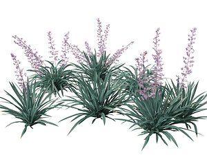 Dianella caerulea - Flax Lily 3D