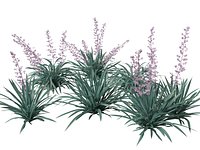 Dianella caerulea - Flax Lily