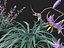 Dianella caerulea - Flax Lily