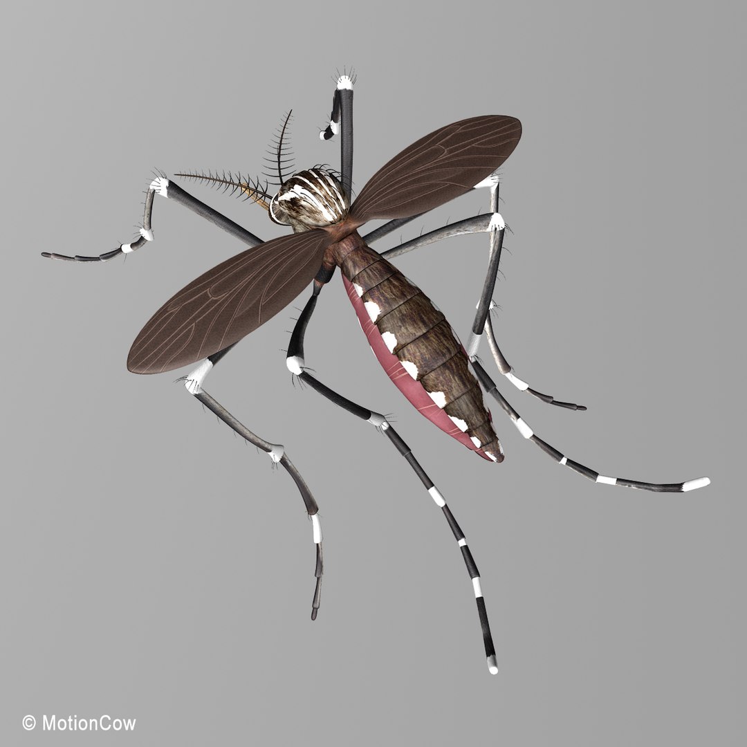 3d Model Mosquito Rigged Blood
