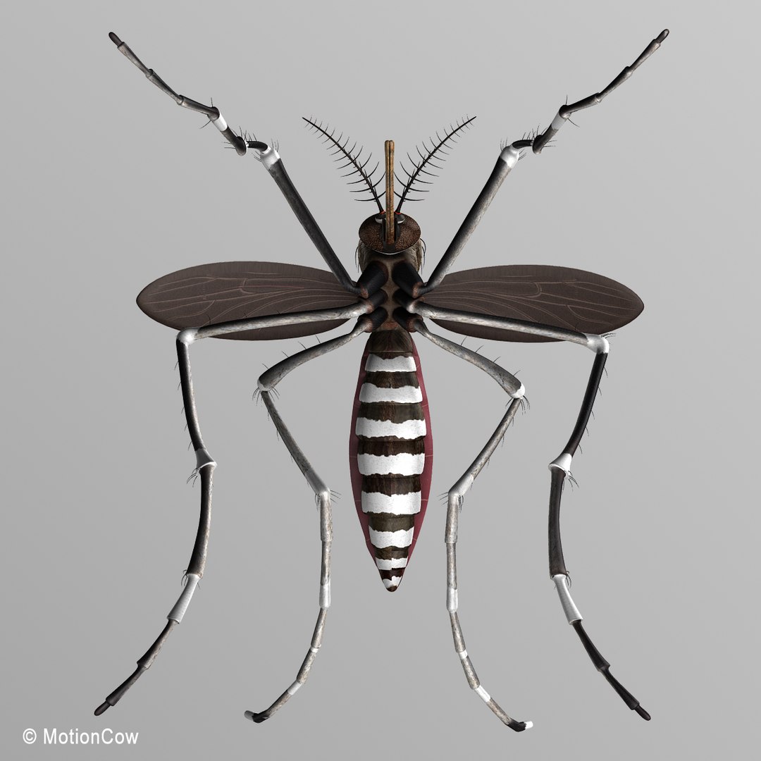 3d model mosquito rigged blood https://p.turbosquid.com/ts-thumb/49/krwHz7/6sTKOGKZ/mosquito_h/jpg/1329279085/1920x1080/fit_q87/0c5a668e9f08ad328543ff23a005b6ccd0d5ca55/mosquito_h.jpg