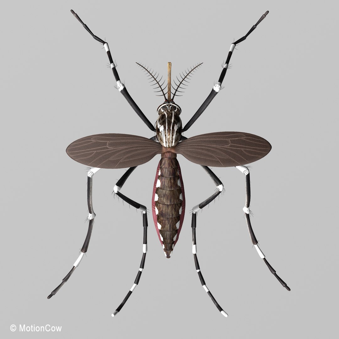 3d model mosquito rigged blood https://p.turbosquid.com/ts-thumb/49/krwHz7/AcWdVYm7/mosquito_g/jpg/1329279085/1920x1080/fit_q87/a753280513ced7b3dfe1d9ff6004a58b26d966b8/mosquito_g.jpg