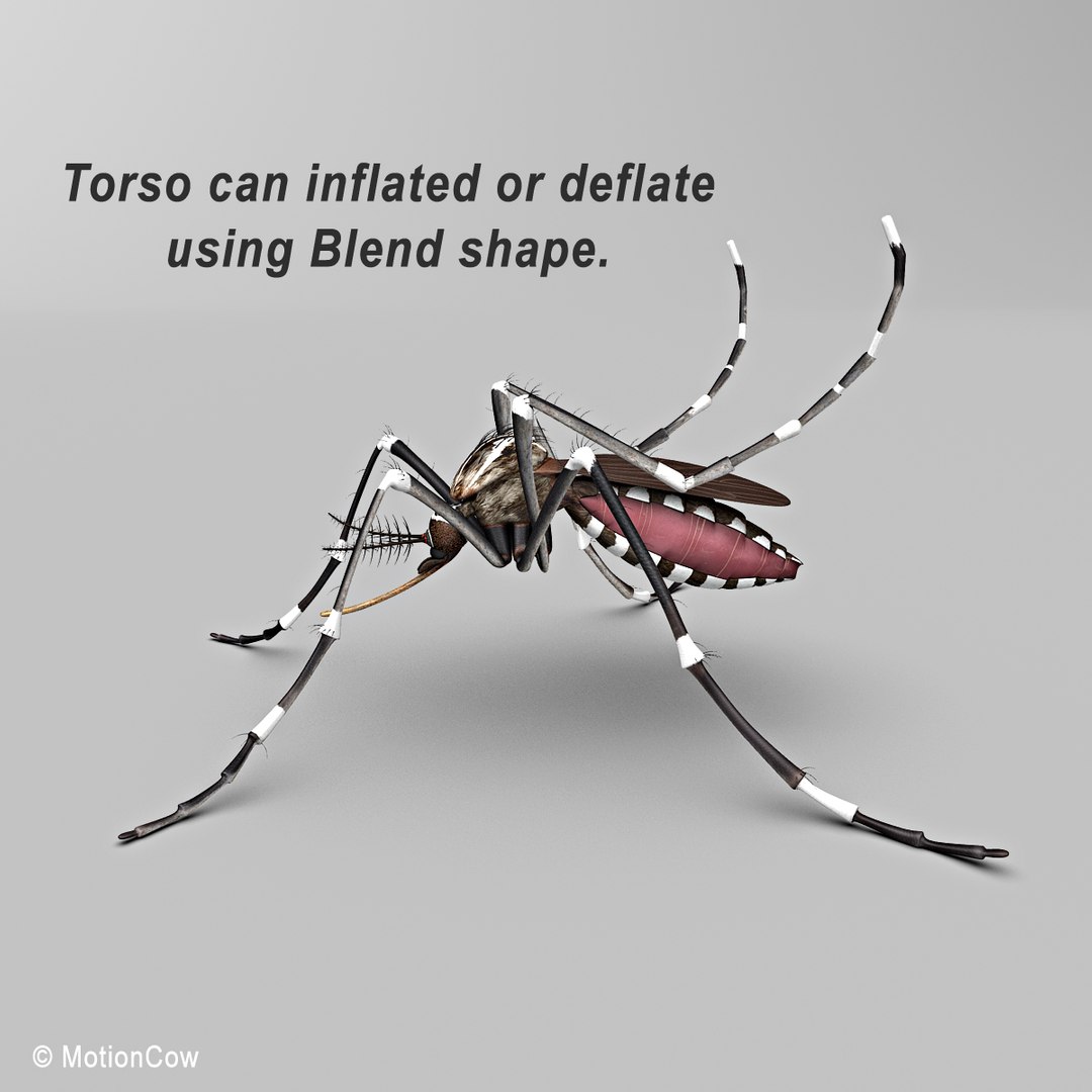 3d model mosquito rigged blood https://p.turbosquid.com/ts-thumb/49/krwHz7/eg71P4ee/mosquito_b/jpg/1329279085/1920x1080/fit_q87/09108c2c021f15f44e6af3bc4d051e714e56d465/mosquito_b.jpg