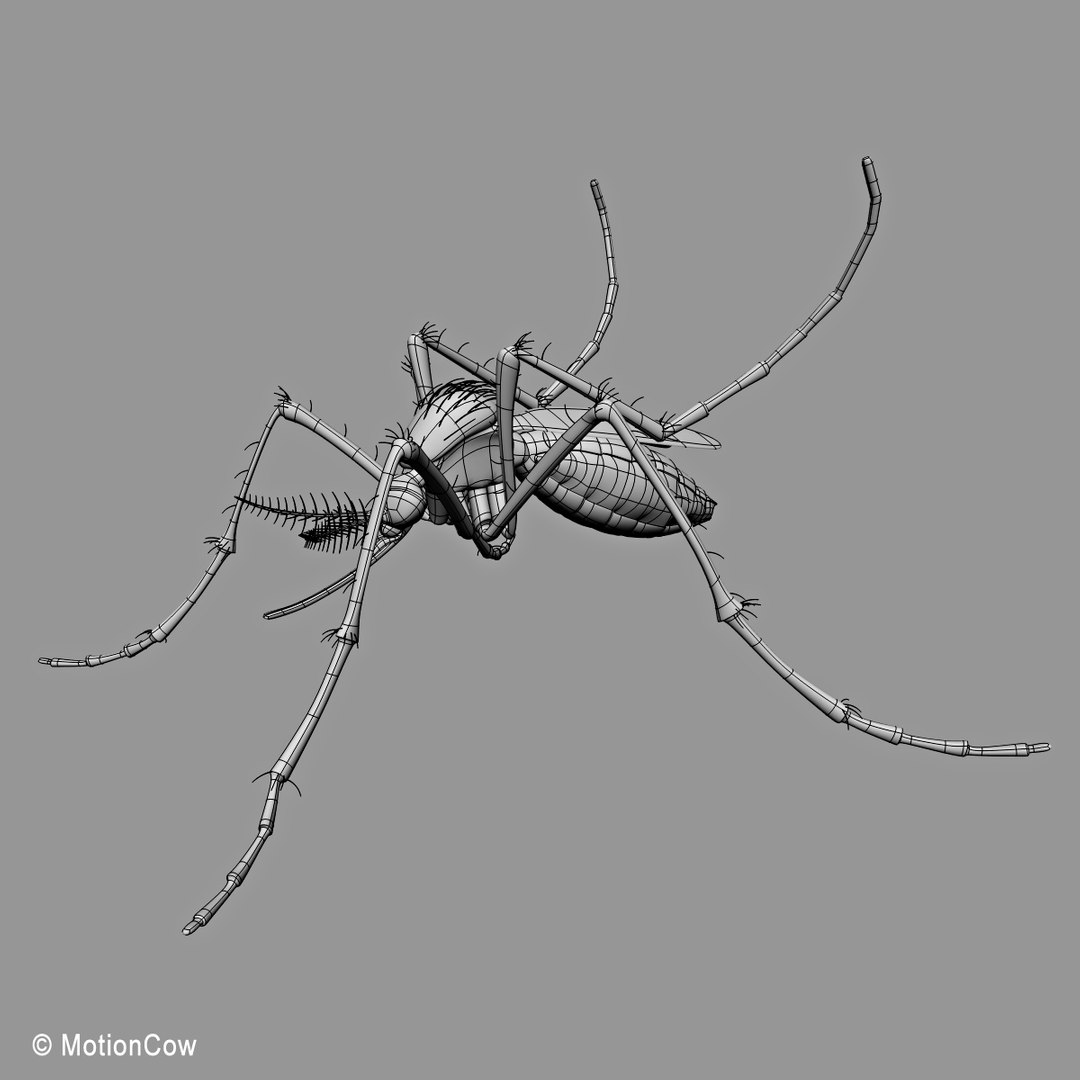 3d model mosquito rigged blood https://p.turbosquid.com/ts-thumb/49/krwHz7/g9bK70Yr/mosquito_wire_a/jpg/1329279085/1920x1080/fit_q87/b5f02fd752a3305b2b68df96bfe2f467be69dabe/mosquito_wire_a.jpg
